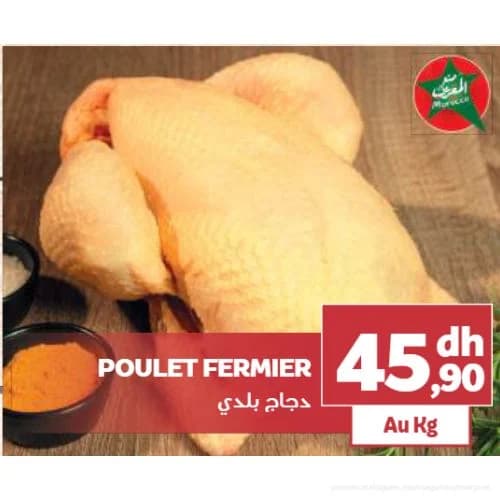 دجاج بلدي